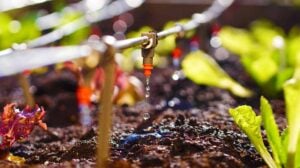 irrigation system in raised garden bed | Smart Plant Watering Systems For Easier Gardening | garden watering system | featured