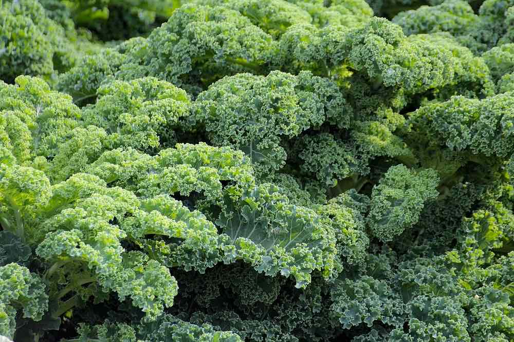 Kale Plant | Spring Vegetables To Plant In Your Garden