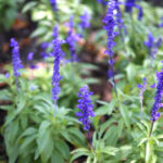 Lavender flower | How To Grow Lavender | A Complete Garden Season Growing Guide | English lavender | Featured