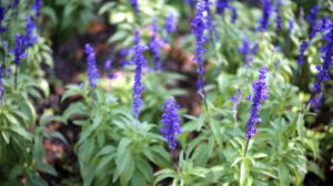 Lavender flower | How To Grow Lavender | A Complete Garden Season Growing Guide | English lavender | Featured