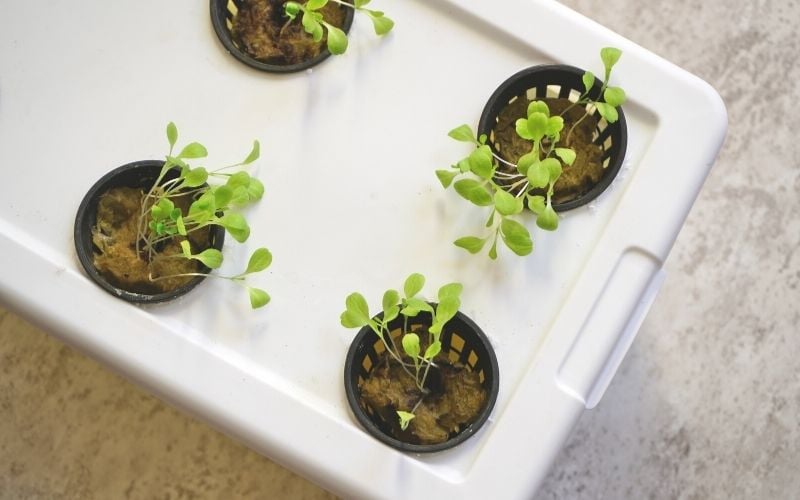 lettuce growing hydroponic container | How To Build Your Own Indoor Hydroponic Garden | indoor plants