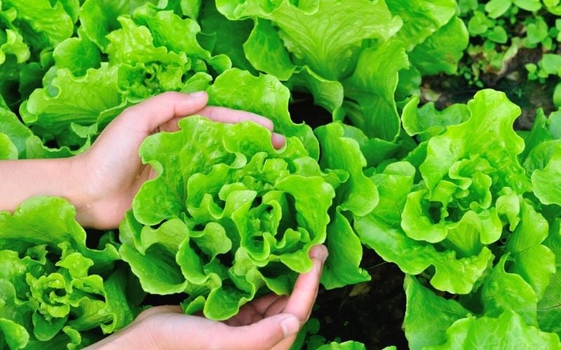 lettuce plants in garden | vegetables