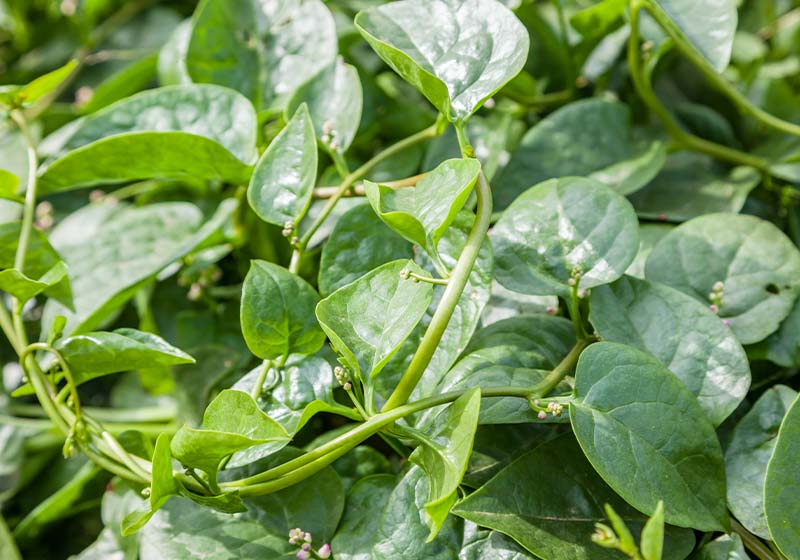 malabar spinach in the field | Perfect Summer Garden Crops For A Bountiful Harvest | summer vegetables