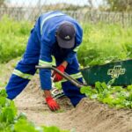 man grabbing grass wearing pair of red garden gloves | Must-Know Tips When Growing Lettuce In Summer | featured