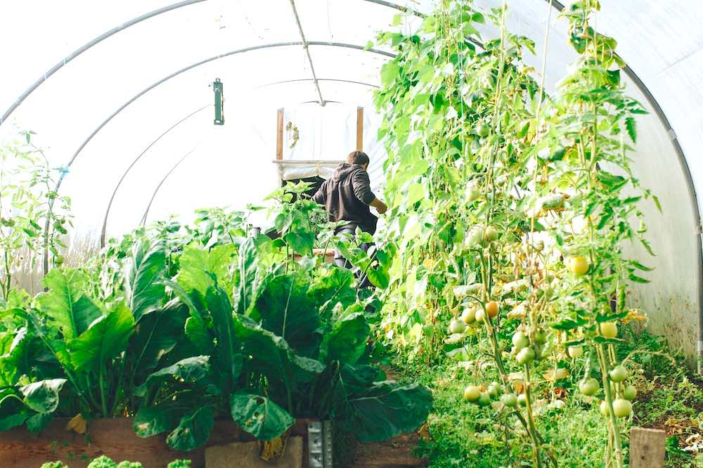Man Standing Surrounded by Green Leaf Plants | Greenhouse Gardening Mistakes And How To Avoid Them