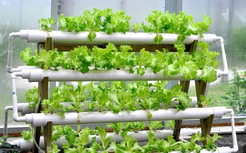 hydroponic vegetable garden | NFT