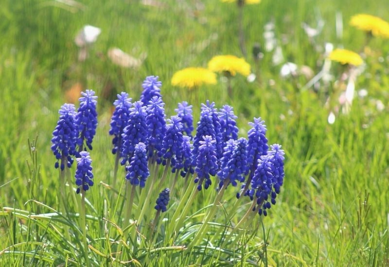 nature spring flowers | 15 Best Red, White, and Blue Flowers For Your Labor Day Decorations