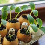 On the windowsill is a box of sprouts in egg shells | How To Use Eggshells In The Garden | Cost-Cutting Gardening Hacks | Featured
