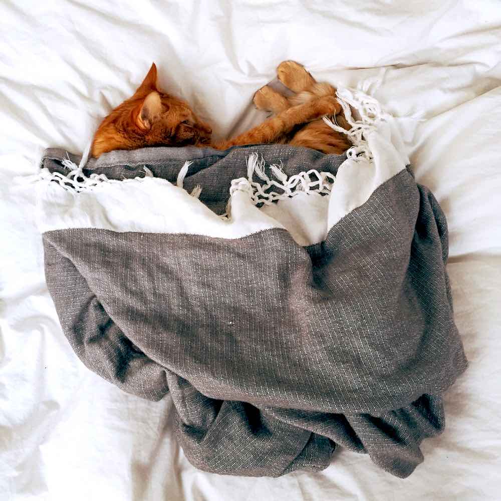 Orange Tabby Cat Sleeping On Bed | Plants Poisonous To Cats You Should Avoid And How To Deal With Them