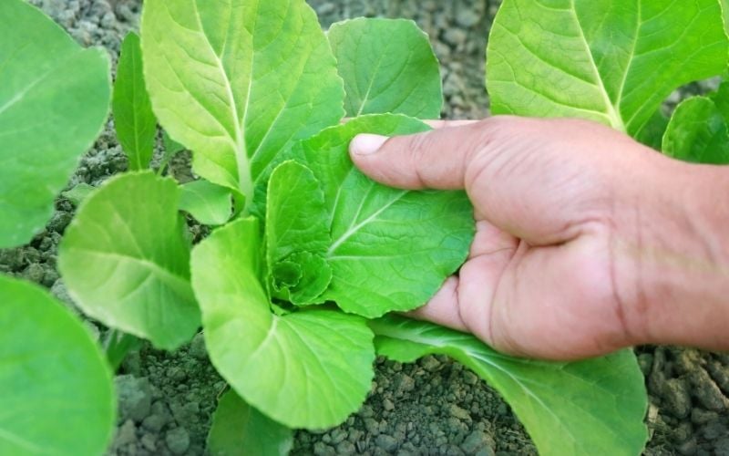 organic bok choy cultivation | vegetables