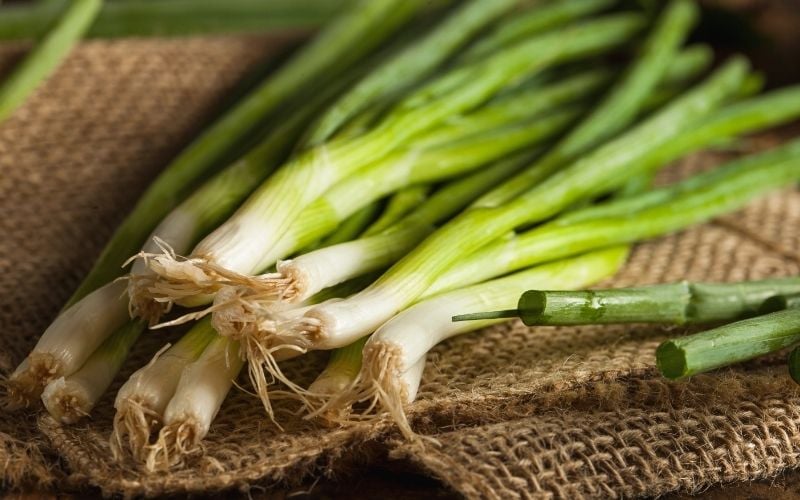 organic healthy green onion | fall fruits and vegetables