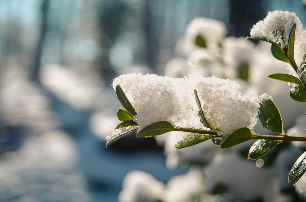 Closeup of outdoor plant covered in snow | Indoor Winter Garden To Extend Growing And Harvest Season | winter garden