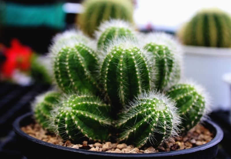 parodia magnifica | 19 Types Of Succulents