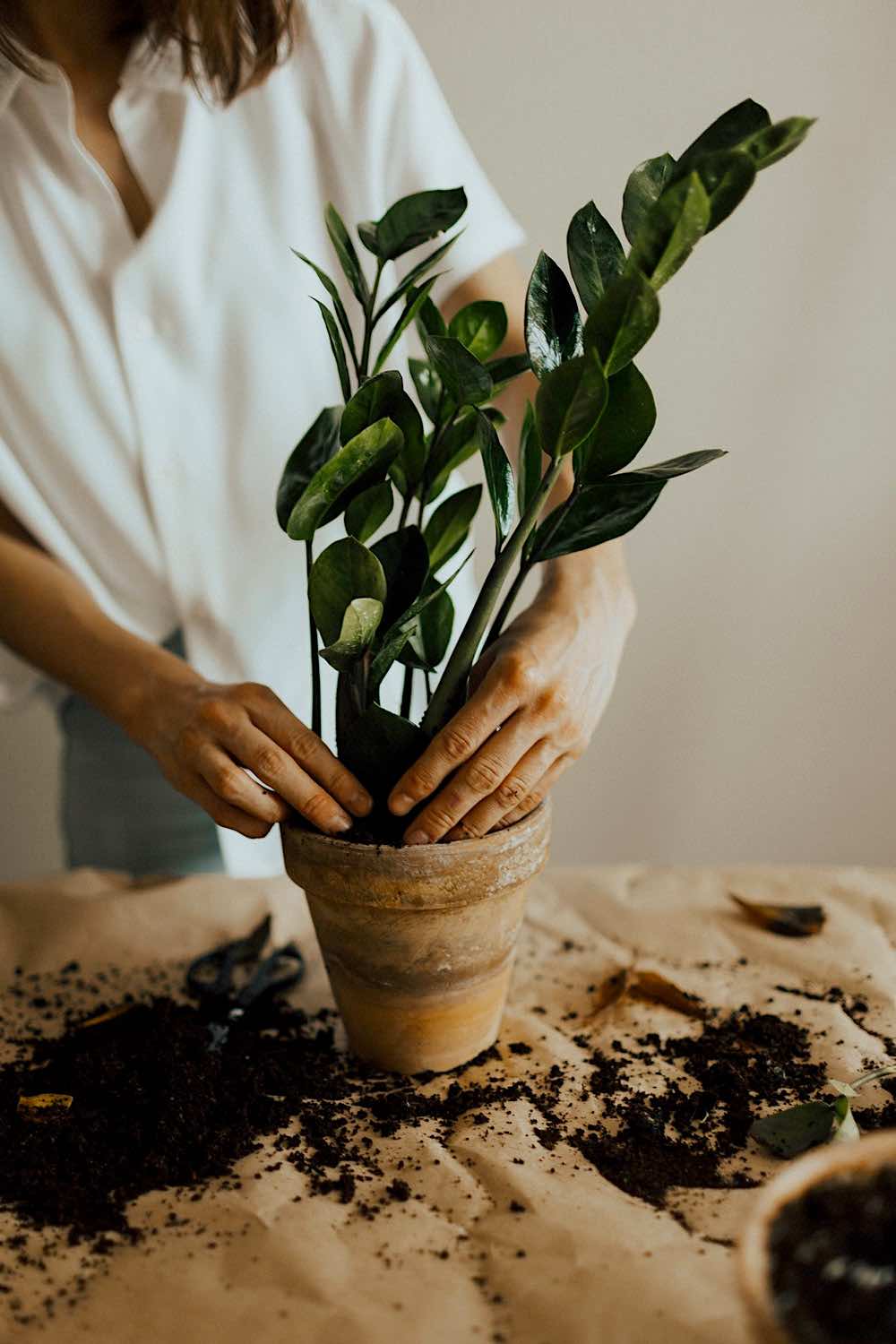 Person Arranging Pot Plant | Starting A Garden This Spring | Easy Gardening Tips And Tricks