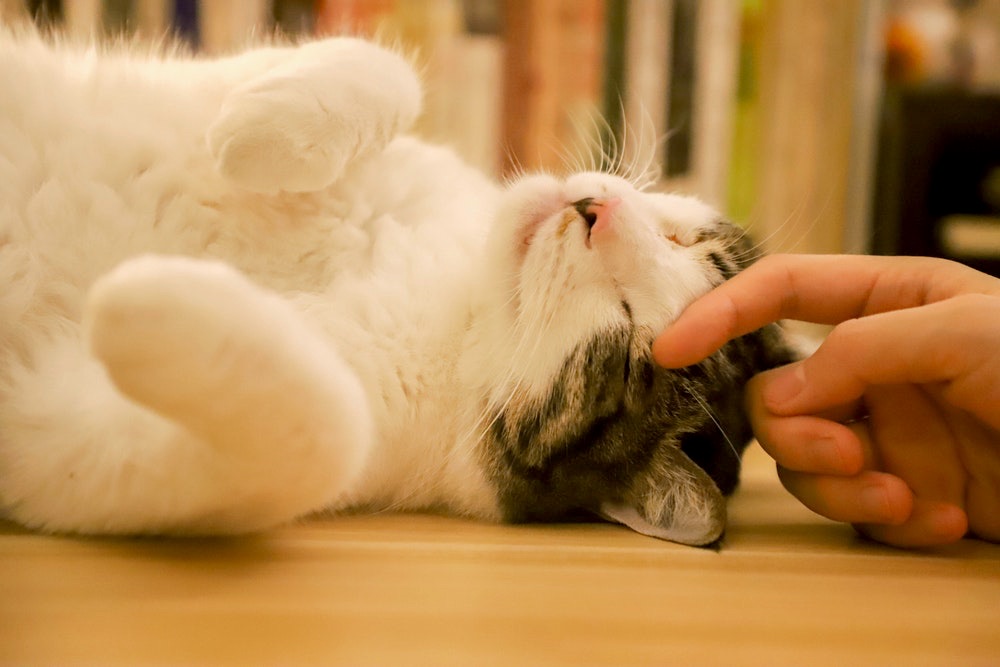 Person Touching A Cat | Plants Poisonous To Cats You Should Avoid And How To Deal With Them