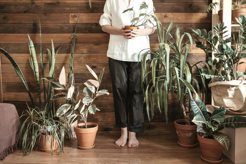 Person holding her potted indoor plant inside her home | Container Gardening Tips For The Winter Season