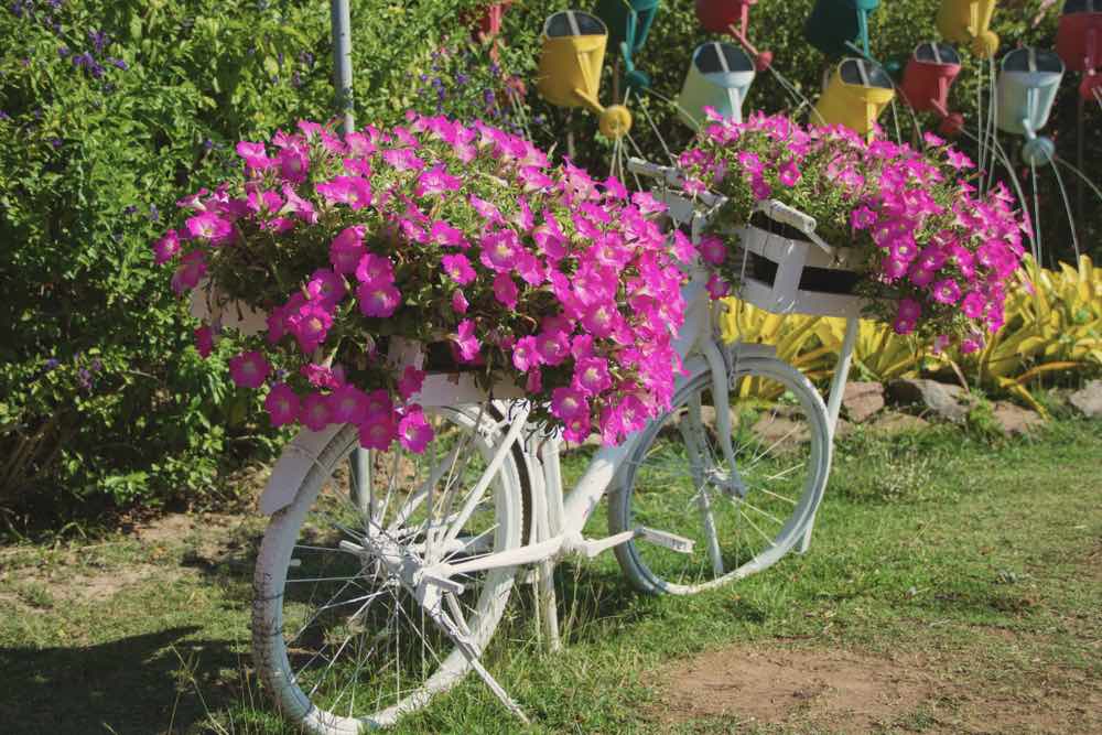 Petunias On Bike Flower Pots | Gardening For Beginners: Tips For A Beautiful Flower Garden