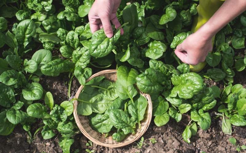 picking spinach in a garden | fall season