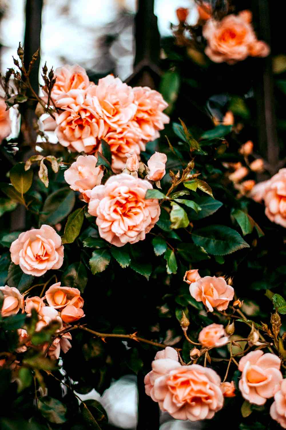 Pink Cluster Petaled Roses | How To Identify Rose Variety Like A Flower Expert | Garden Season Tips