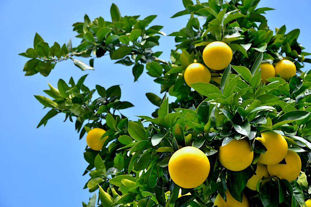 Pink Grapefruit Ready To Harvest | Spring Fruits You Should Plant In Your Garden