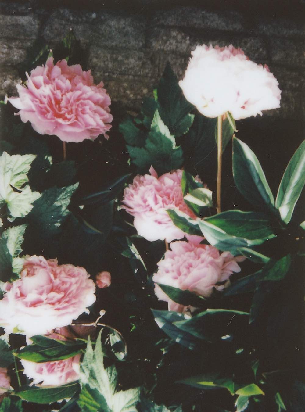 Pink Petaled Flowers | Flowering Shrubs Perfect For Your Garden
