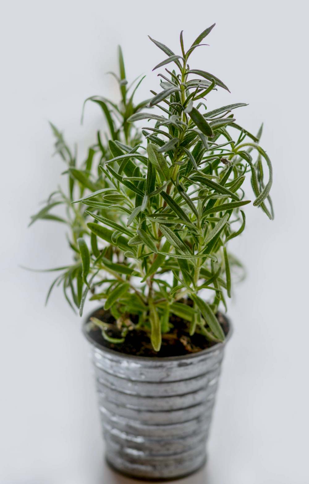 Plant Blur Leaves Green | Comprehensive Companion Planting Guide For Every Gardener