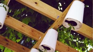 plants growing in pots upside-down | How To Make A DIY Upside Down Planter | upside down tomato planter | featured