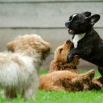 Playing puppies | The Best Homemade Dog Repellent For Your Garden | essential oil | Featured