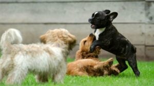 Playing puppies | The Best Homemade Dog Repellent For Your Garden | essential oil | Featured