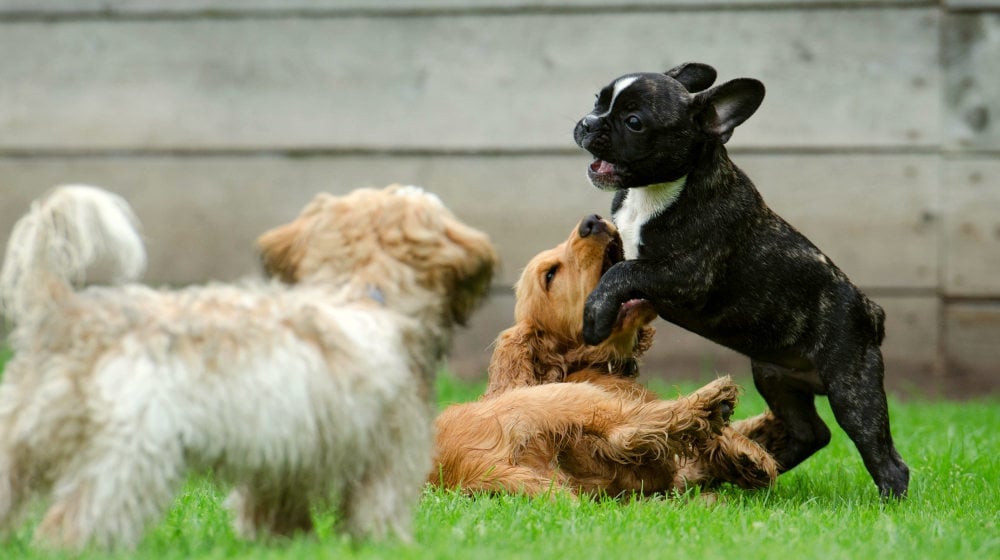 Playing puppies | The Best Homemade Dog Repellent For Your Garden | essential oil | Featured