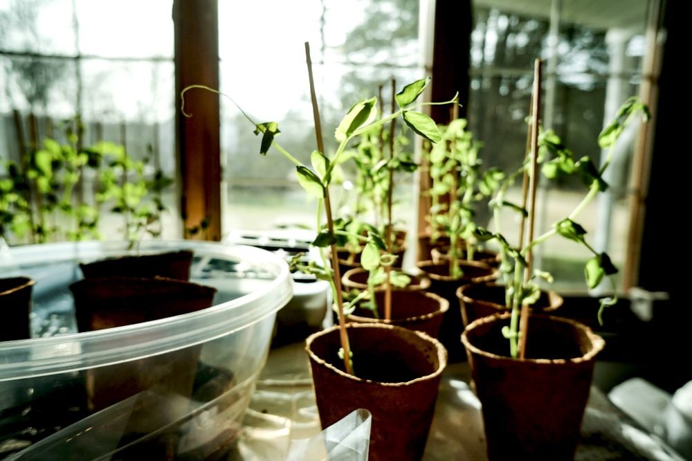 Potted seedlings inside home | Container Gardening Tips For The Winter Season