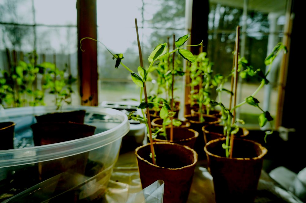 Potted Green Leaf Plants | Greenhouse Gardening Mistakes And How To Avoid Them