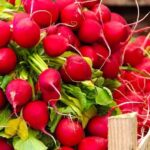 red radishes | Everything To Know About Growing Radishes In Containers | Featured
