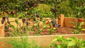 Raised garden bed with chili chives | Creative Raised Garden Bed Ideas: Yard Decor For Every Season | Featured