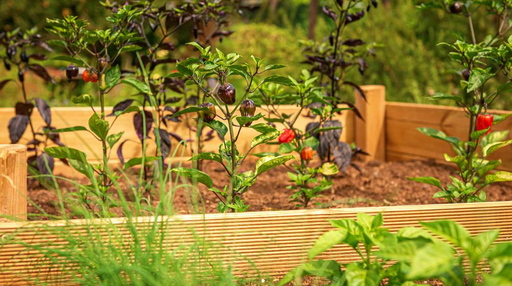 Raised garden bed with chili chives | Creative Raised Garden Bed Ideas: Yard Decor For Every Season | Featured