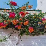 Red and Orange Petal Flowers Hanging | Flowering Shrubs Perfect For Your Garden | Featured