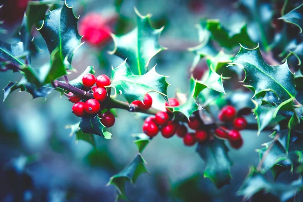 Red Berry Plant | Common Poisonous Plants For Dogs You Should Avoid