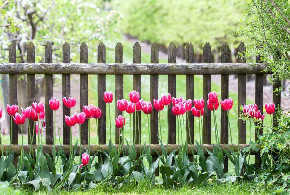 Red Tulip Garden Fence | Front Garden Ideas You Can Use For Small Spaces