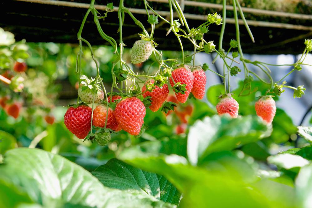 closeup shot of hanging strawberries in indoor garden | Indoor Winter Garden To Extend Growing And Harvest Season | winter garden