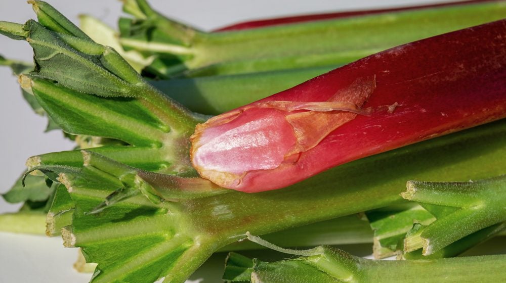 close up photo of rhubarb stalk | Spring Vegetable Garden Plants Perfect For Spring Growing Season | vegetable garden plants | spring garden plants