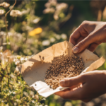 Seed Saving Techniques: How to Collect, Store, and Preserve Seeds