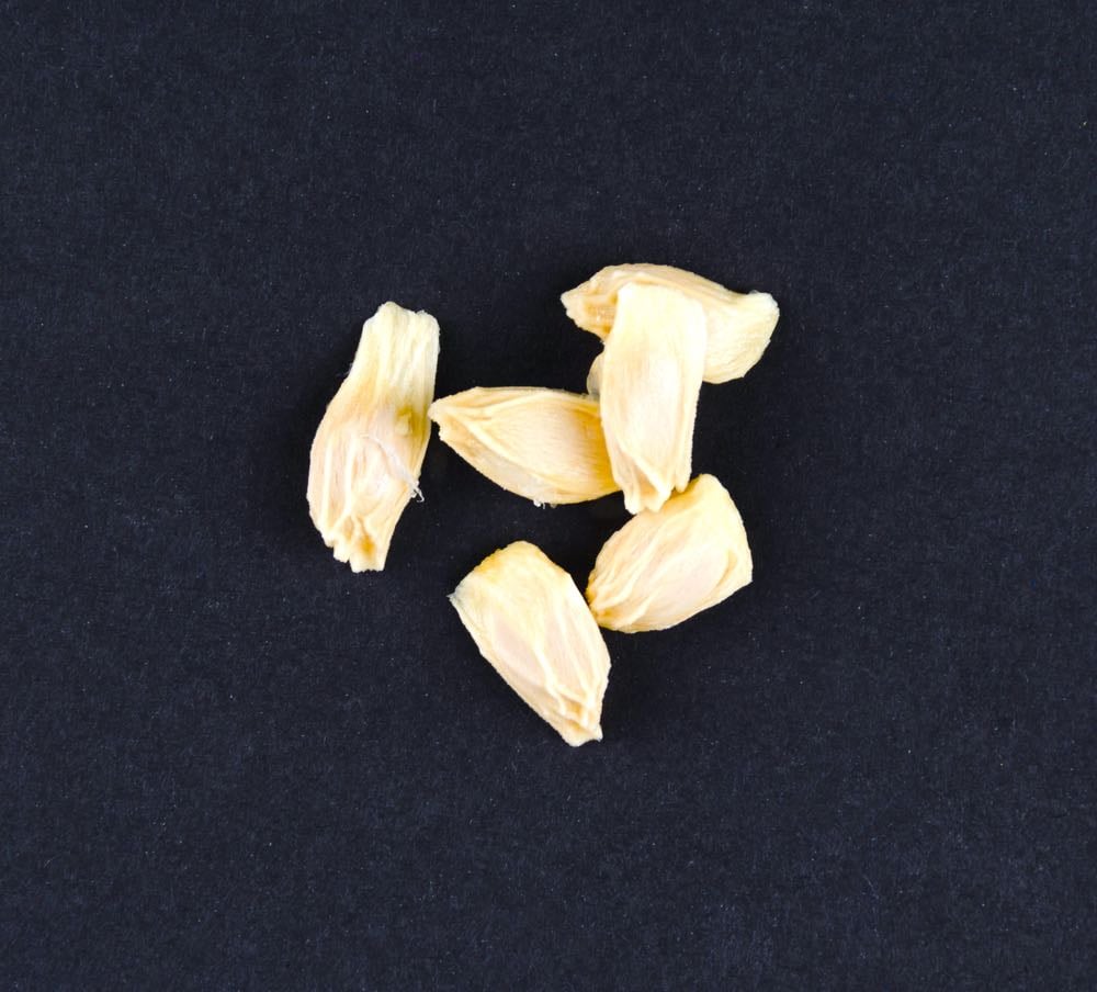 Seeds Laid Out | Growing Grapefruit From Seed in 5 Easy Steps