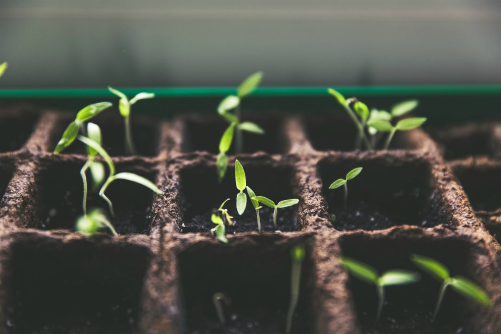 seedlings closeup inside greenhouse | Indoor Winter Garden To Extend Growing And Harvest Season | winter garden