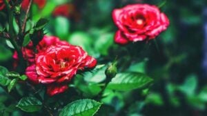 red roses closeup | How To Grow Roses From Seeds The Right Way | Featured