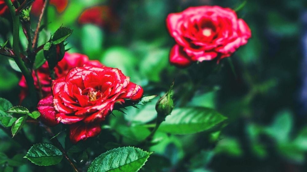 red roses closeup | How To Grow Roses From Seeds The Right Way | Featured