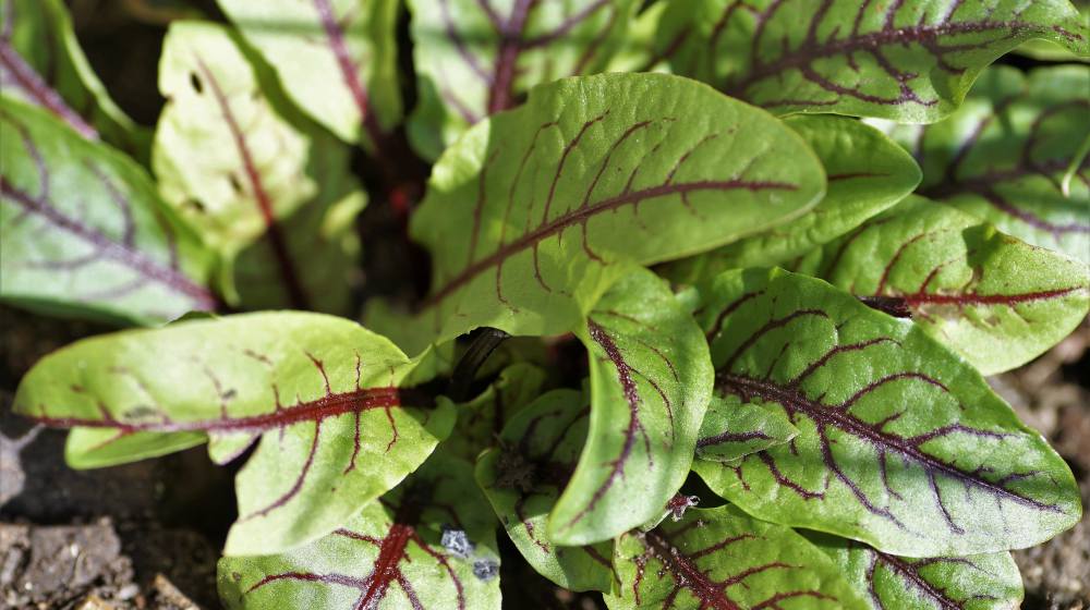 close up photo of garden sorrel | Spring Vegetable Garden Plants Perfect For Spring Growing Season | vegetable garden plants | best spring vegetables to grow