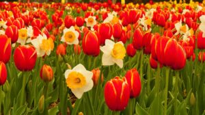 spring-flowers | Fall Gardening With Stunning Perennial Flowering Bulbs | fall flowers | featured