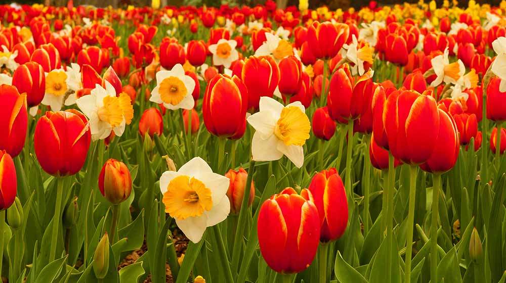 spring-flowers | Fall Gardening With Stunning Perennial Flowering Bulbs | fall flowers | featured