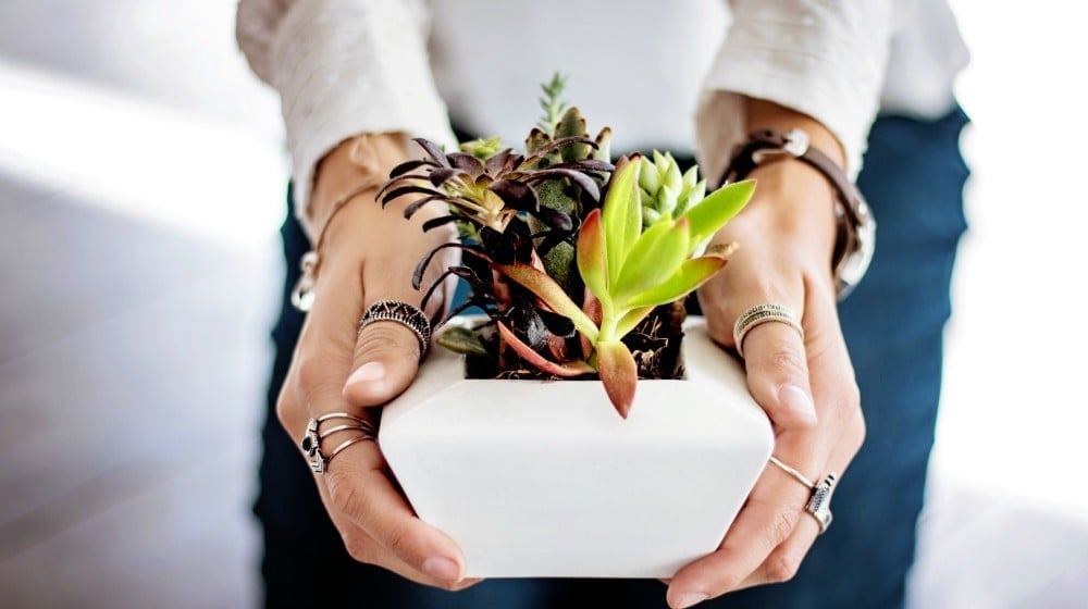 person holding succulent | Small Garden Ideas And Tips | How To Design Gardens In Limited Spaces | small garden ideas | space
