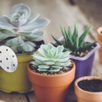 succulents pots bucket soil watering can | 19 Types Of Succulents | Featured